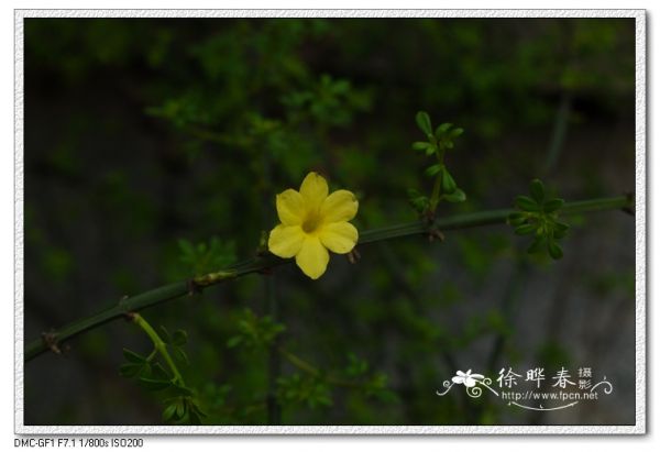 图片说明